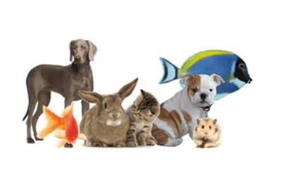 Deniz Pet Shop Avcılar